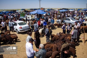 خرید و فروش دام عیدانه در استان‌ها  /آذربایجان شرقی
