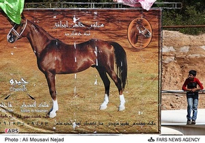 نوزدهمین جشنواره ملی زیبائی اسب اصیل عرب در اهواز