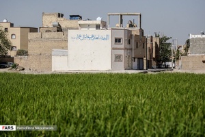 برنج‌کاری در شهر اصفهان