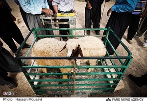 بازار خرید و فروش دام در آبدانان