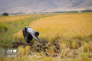 ندای لرستان