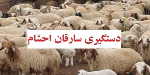 سارقان احشام