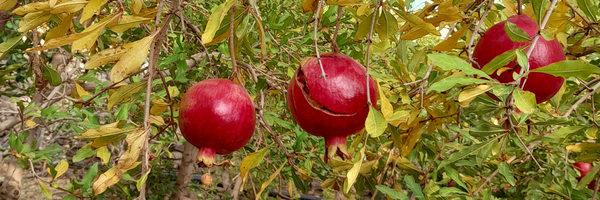 تصویر سربرگ نمایه‌ی ‌حسن مهارتی‌