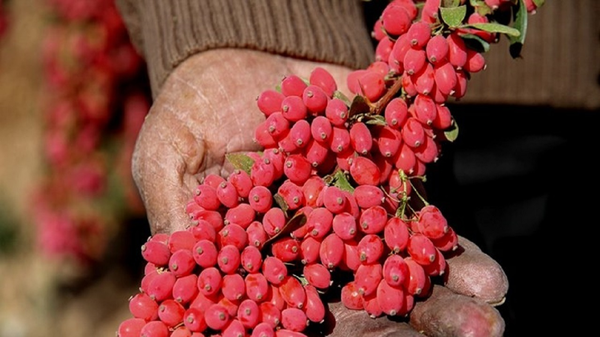 زرشک