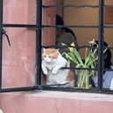تصویر نمایه‌ی ‌🐱Meow‌