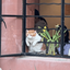 تصویر نمایه‌ی ‌🐱Meow‌