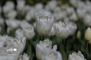  جشنواره «لاله های کرج»