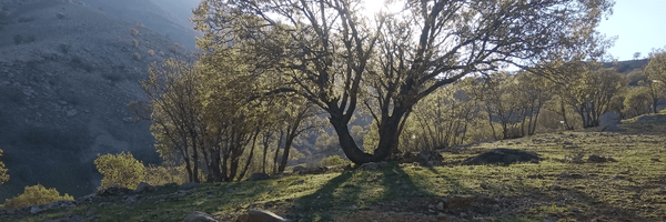تصویر سربرگ نمایه‌ی ‌فخرالدین عبدیان‌