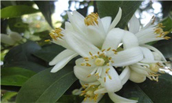 بهار نارنج نرماشیر