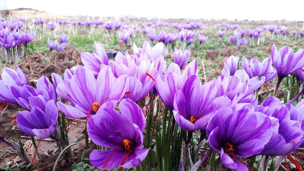 تولید ۱۳۵۰ کیلوگرم زعفران در چهارمحال و بختیاری