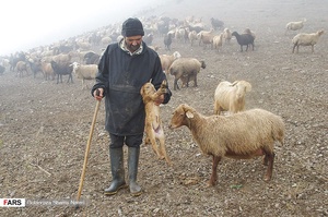فعاليت دامداران در مراتع ييلاقي 