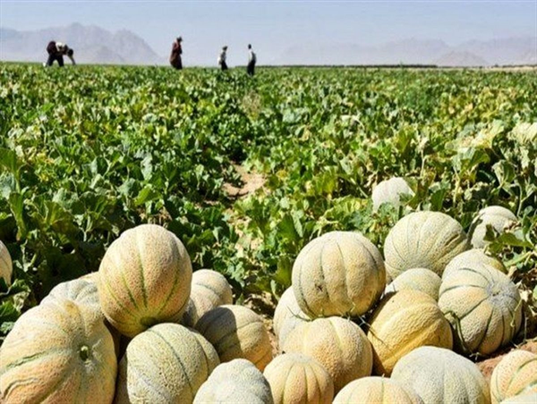 صیفی جات۱
