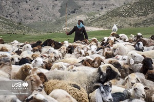 حضور پزشکان جهادگر بین عشایر خراسان‌شمالی