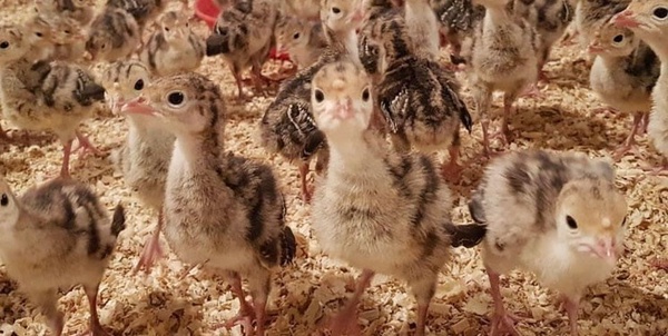جوجه بوقلمون