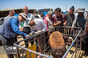خرید و فروش دام عیدانه در استان‌ها  /آذربایجان شرقی