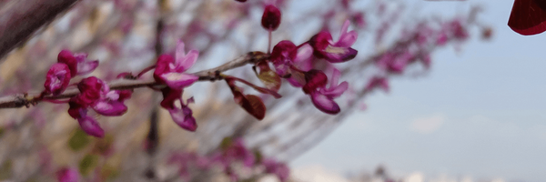 تصویر سربرگ نمایه‌ی ‌سیده ناهید موسوی‌