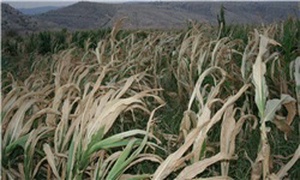 خسارات کشاورزی
