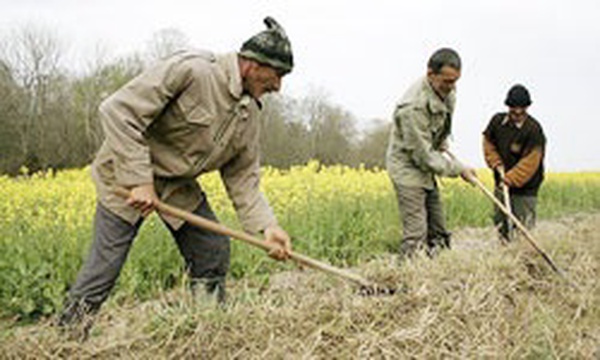 زمین کشاورزی کارگر کلزا