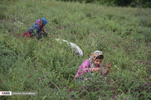 اهالی روستای زرین‌آباد در حال برداشت گیاه گل‌گاوزبان