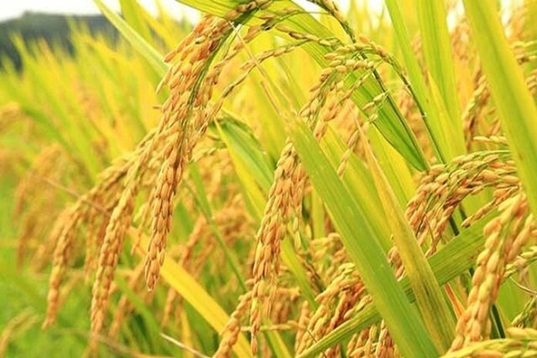برنج