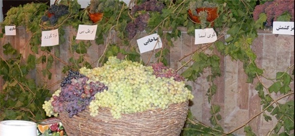 جشنواره انگور یاسئوند