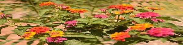 موزه‌ زنده گیاهان دارویی در گیلان