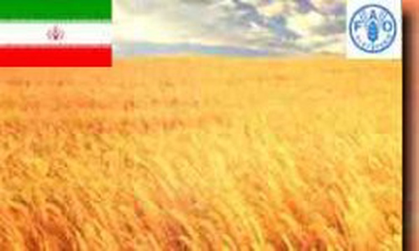 فائو گندم پرچم ایران