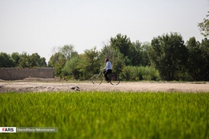 برنج‌کاری در شهر اصفهان