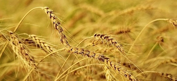 گندم، زراعت، کشاورزی