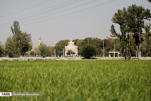 برنج‌کاری در شهر اصفهان