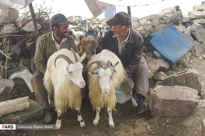دامداران در حال دوشيدن شير دامها 