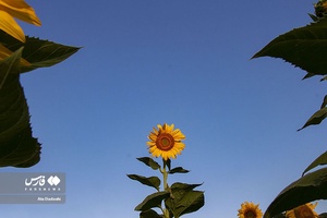 خوی شهر آفتابگردان ها