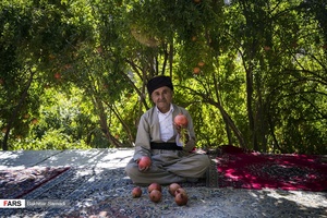 هر ساله با آمدن فصل پاییز برداشت انار در ۳۵۰ هکتار از باغات اورامان استان کردستان آغاز می شود 