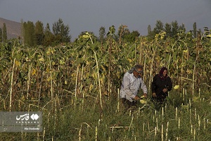 خوی شهر آفتابگردان ها