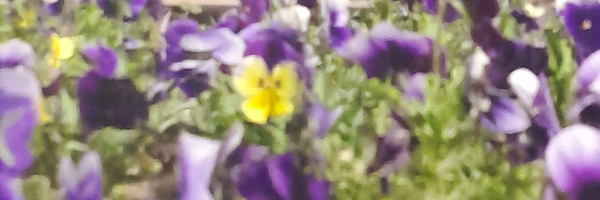 تصویر سربرگ نمایه‌ی ‌محبوبه شجاعی‌