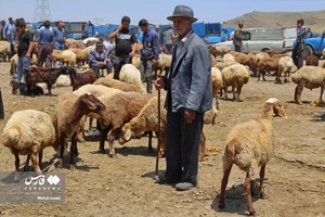 میدان دواب اهر در آستانه عید سعید قربان
