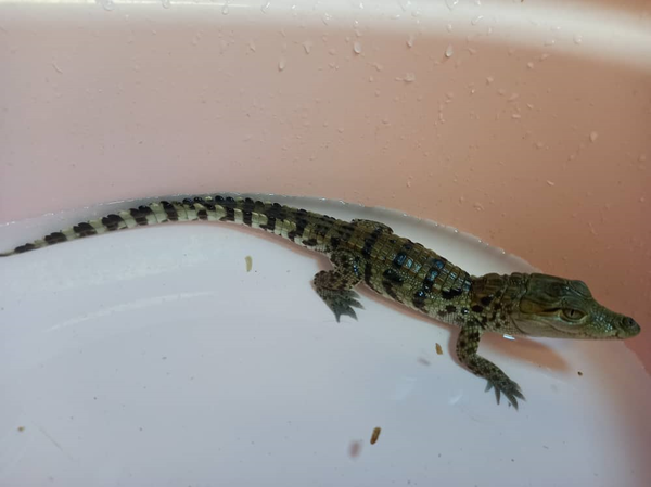 کروکودیل