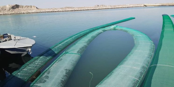 مشک ماری