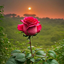 Profile picture of ‌علی علیپور‌