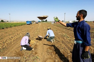 برداشت سیب‌زمینی که از اوایل تیرماه در استان همدان آغاز شده است.