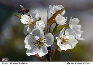 شکوفه‌های بهاری در آستانه اشرفیه