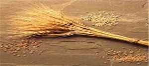 گندم زنجان