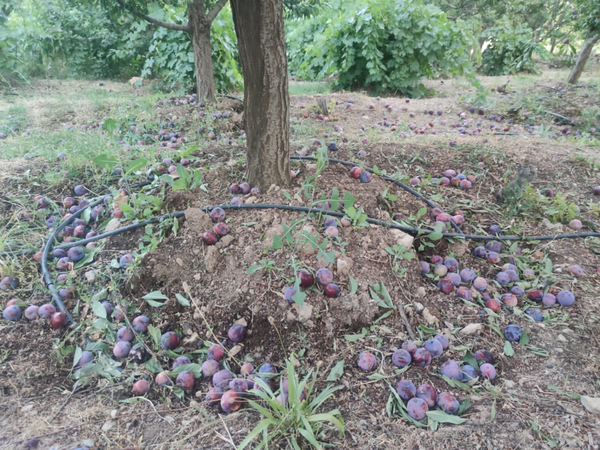 خسارت میوه