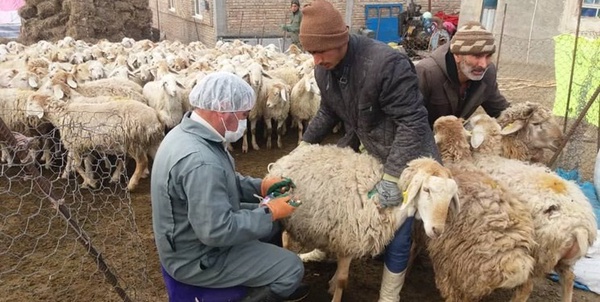 واکسیناسیون دام