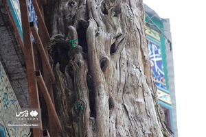 1000 سال همنشینی