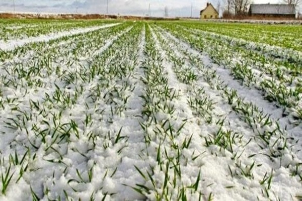 سرمایه بهاری