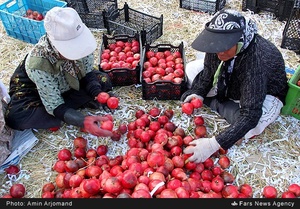 بسته بندی انار در باغات نی ریز استان فارس