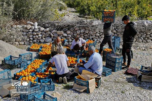 نارنگیِ  «سیاهو» 