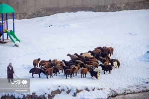 برف پاییزی در روستای «لیقوان» تبریز