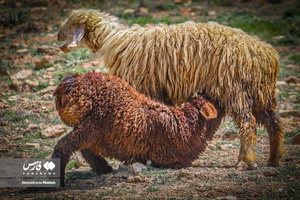 کوچ بهاره «عشایر فارس»